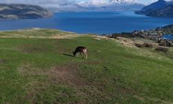 Featured image of post 新西兰旅游随记Day0